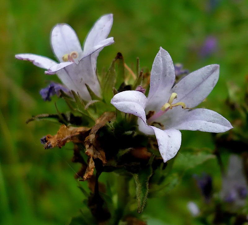 Image of Campanula glomerata specimen.