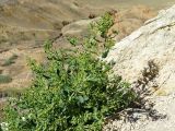 Rubia cretacea