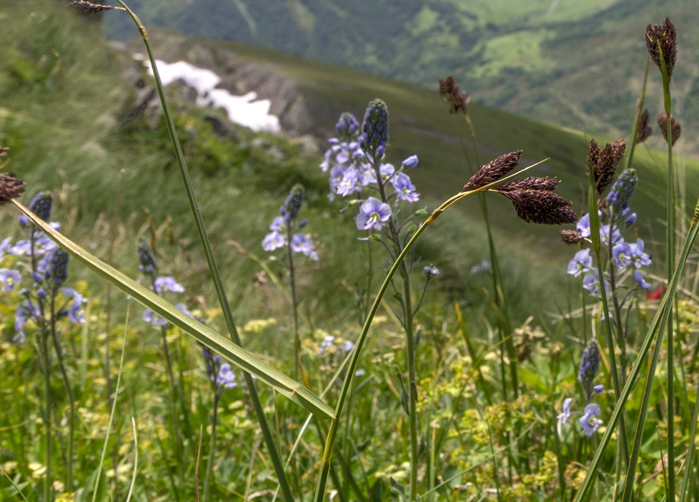 Image of Carex caucasica specimen.