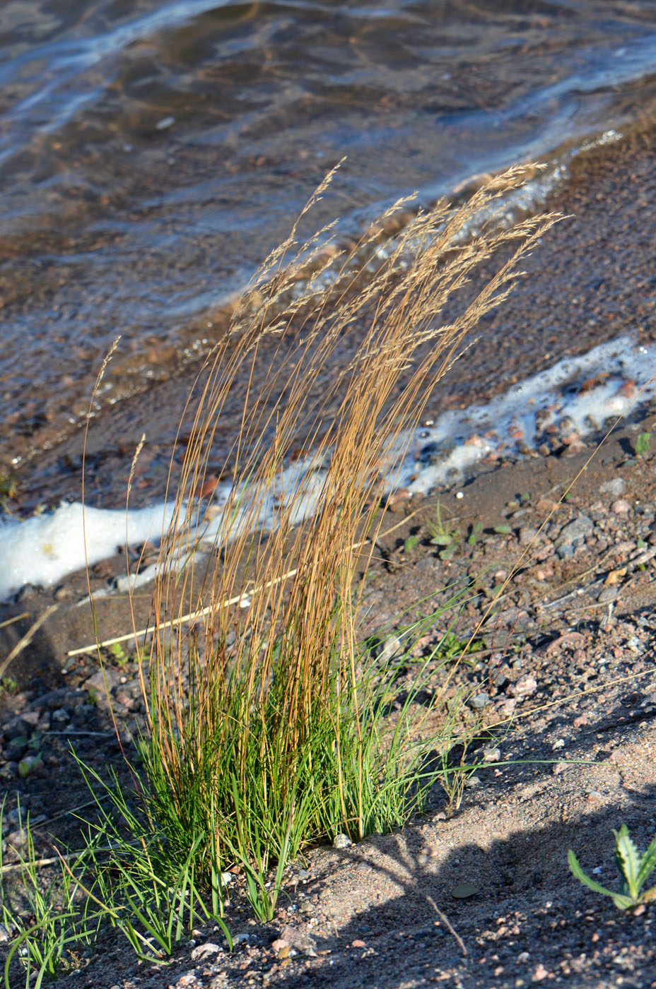 Изображение особи род Agrostis.