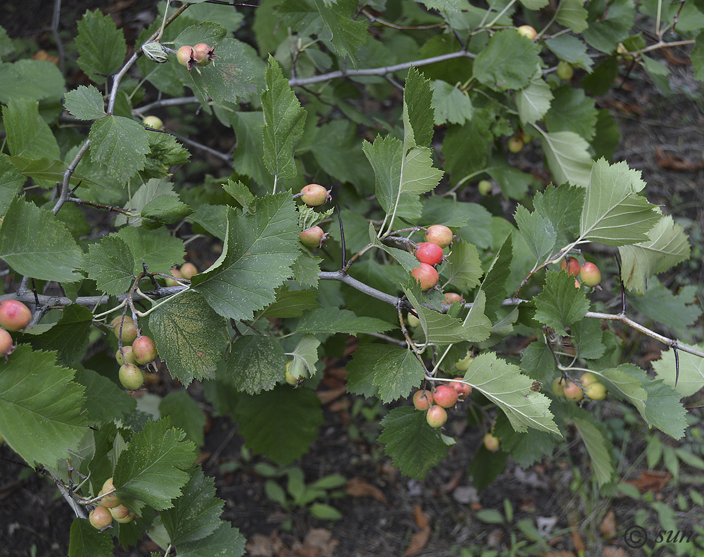 Изображение особи Crataegus submollis.