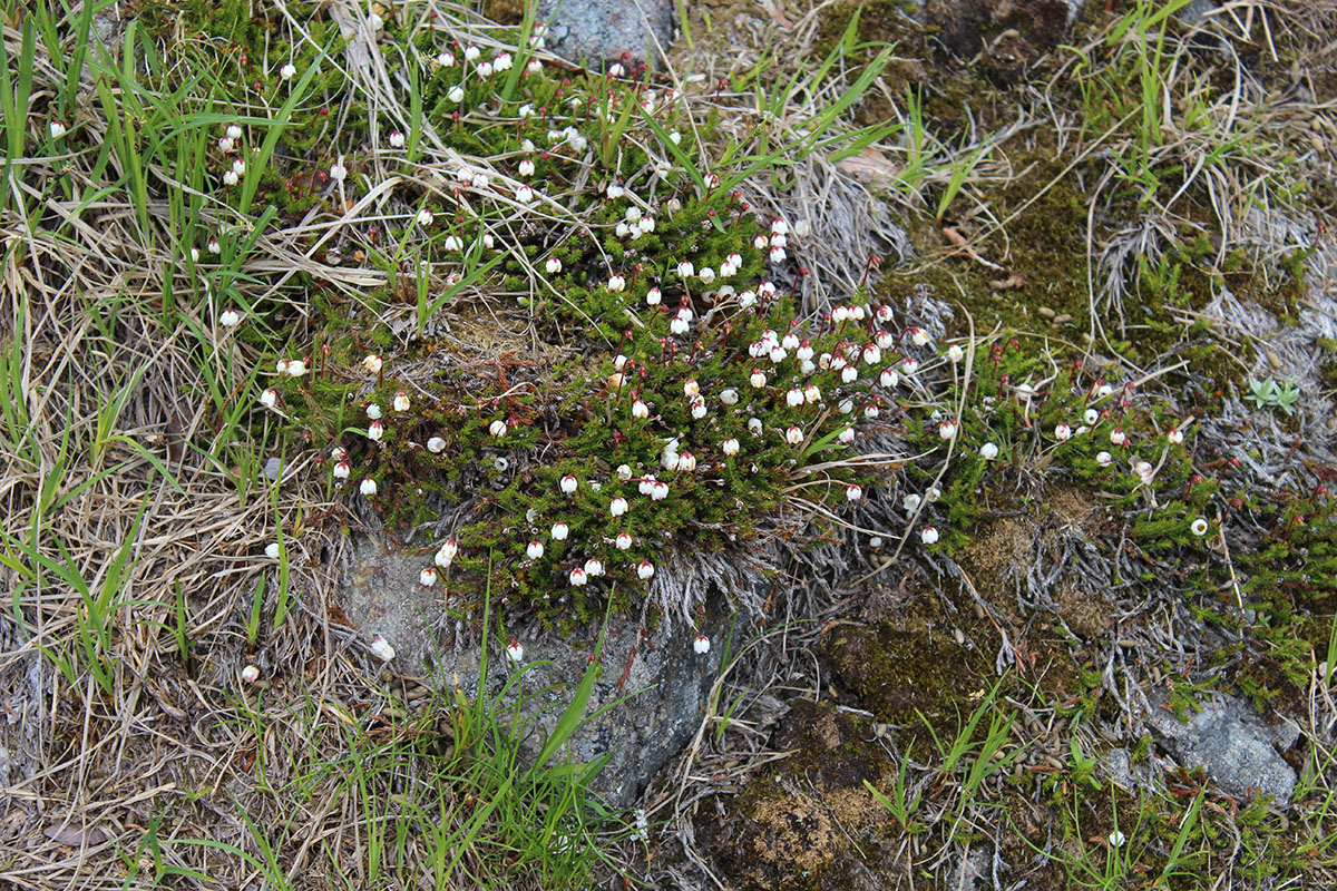 Image of Harrimanella hypnoides specimen.