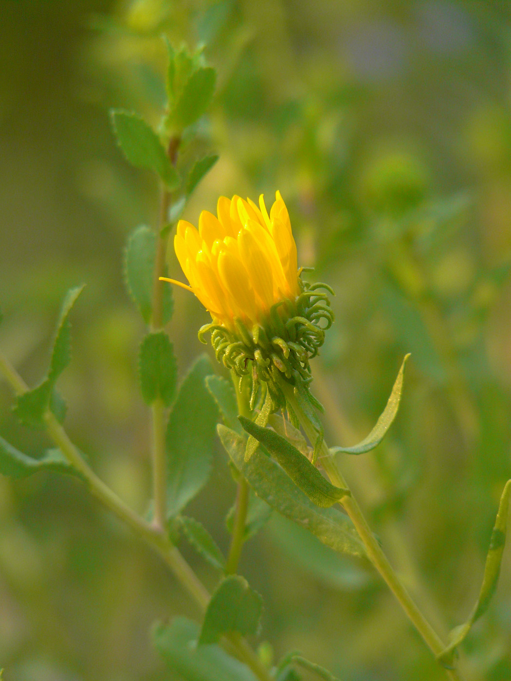 Image of Grindelia squarrosa specimen.