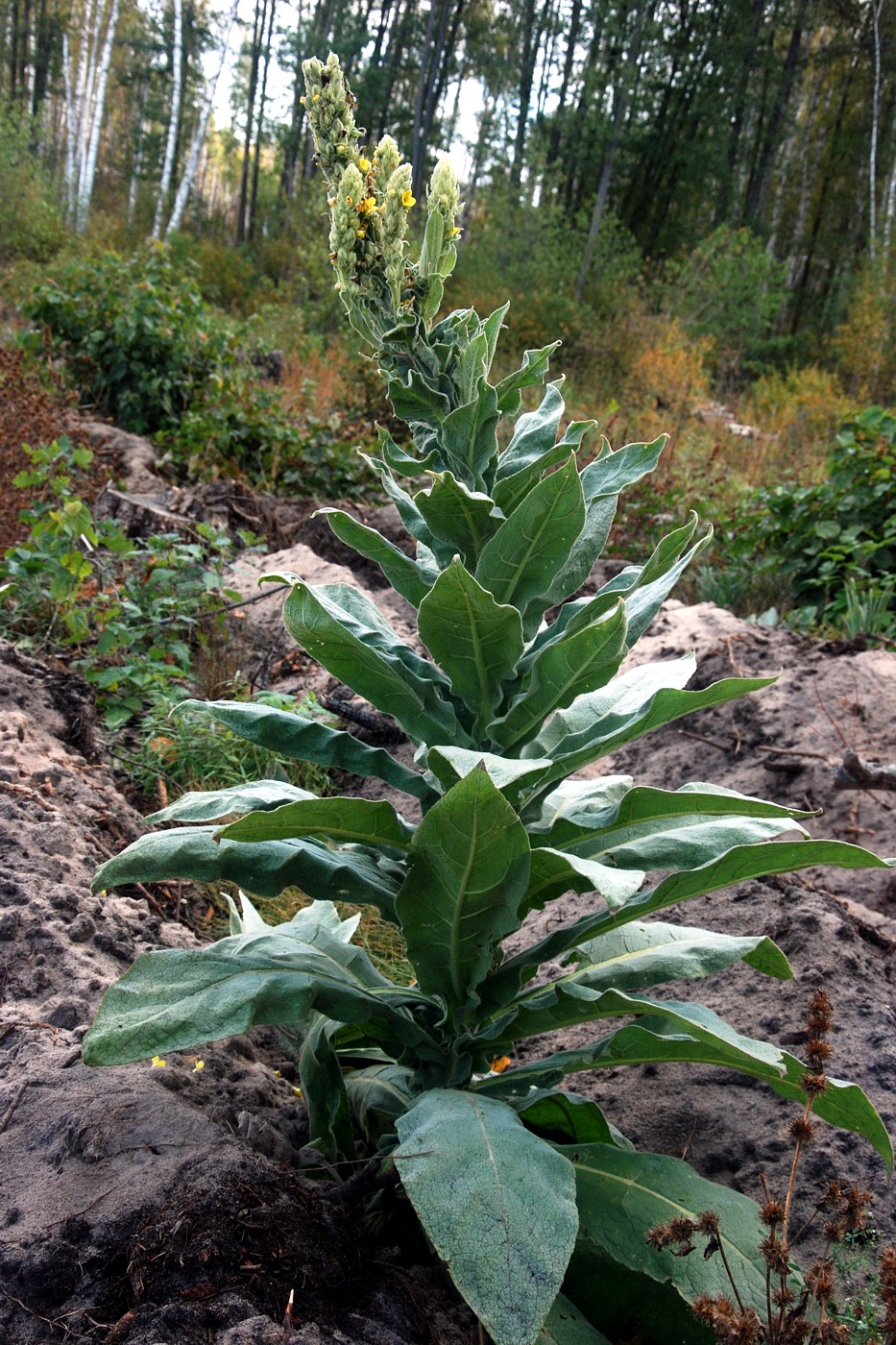 Image of Verbascum densiflorum specimen.