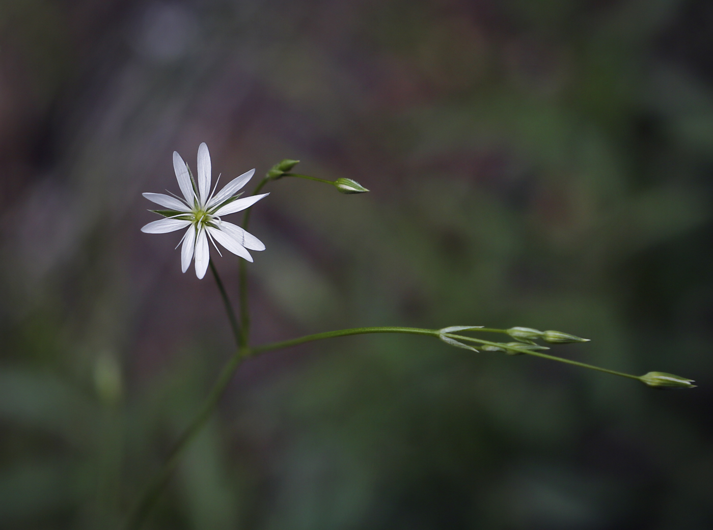 Image of Stellaria graminea specimen.