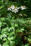 Anemonastrum biarmiense