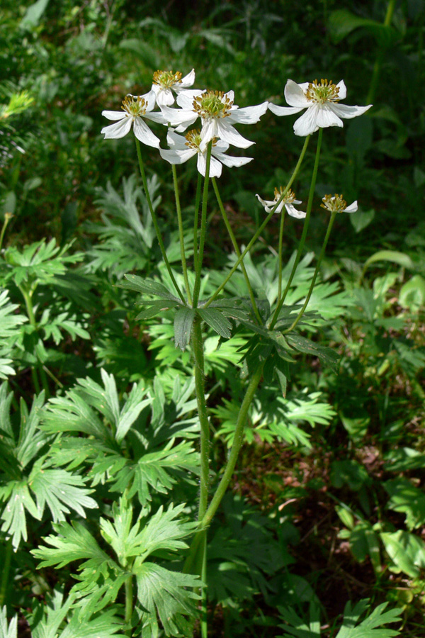 Image of Anemonastrum biarmiense specimen.