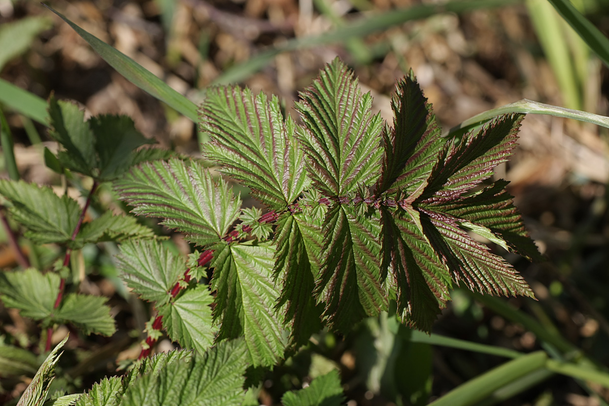 Изображение особи Filipendula ulmaria ssp. denudata.