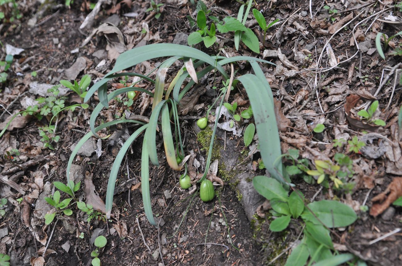Image of genus Galanthus specimen.