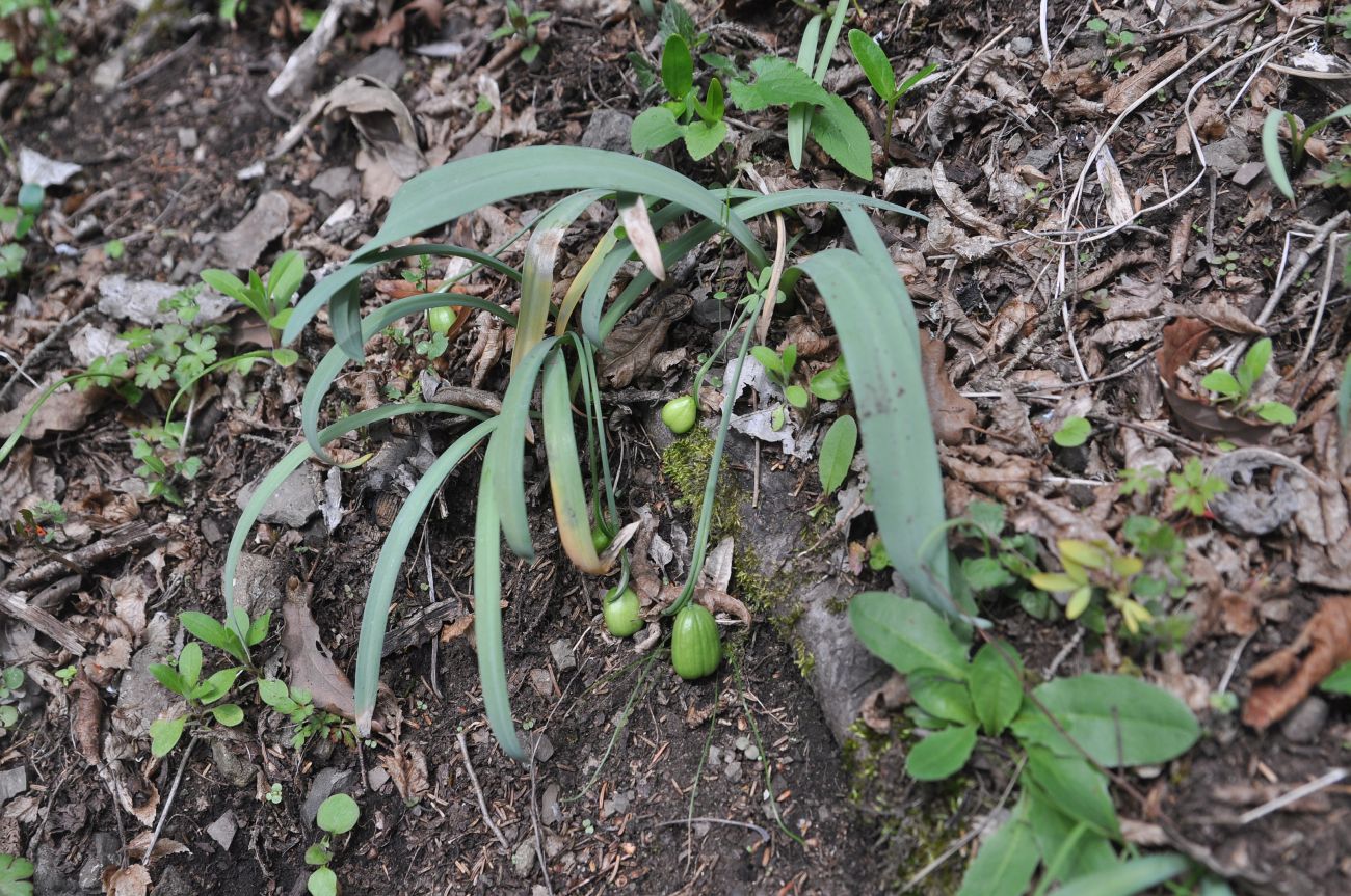 Image of genus Galanthus specimen.