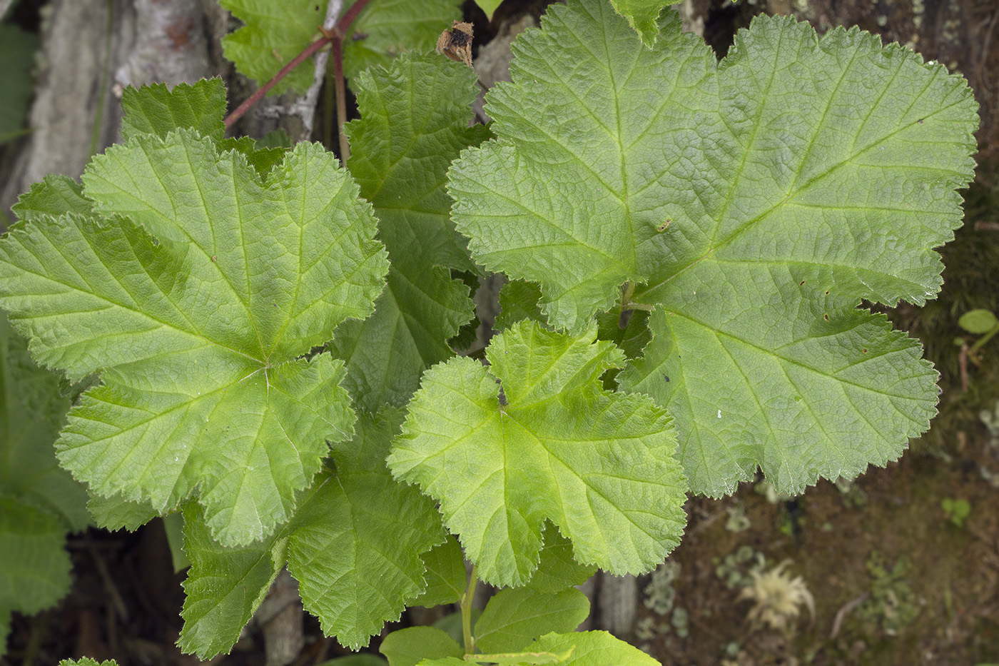 Изображение особи Rubus chamaemorus.