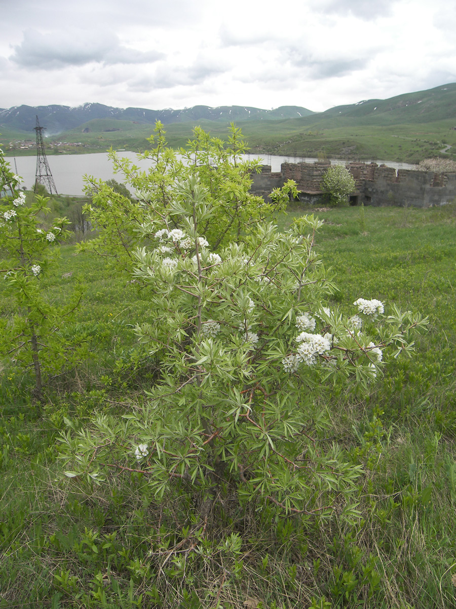 Image of Pyrus hajastana specimen.