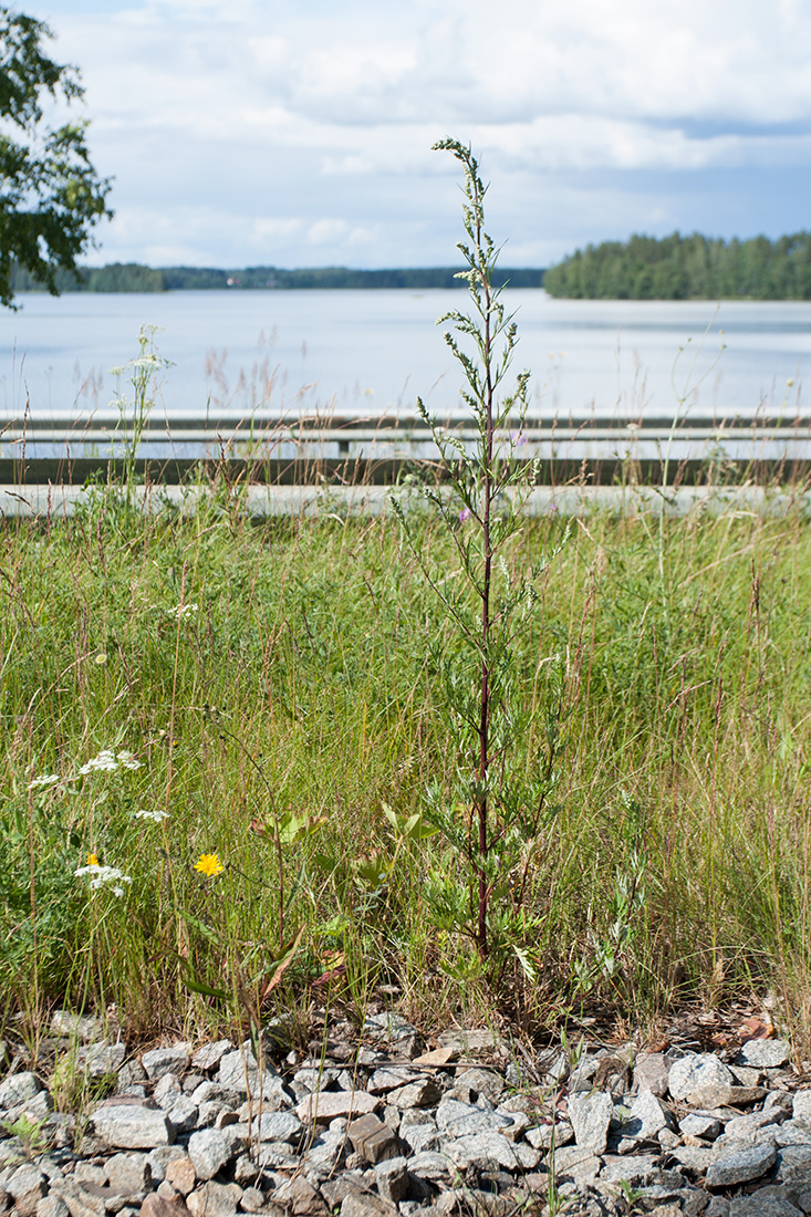 Image of Artemisia vulgaris specimen.