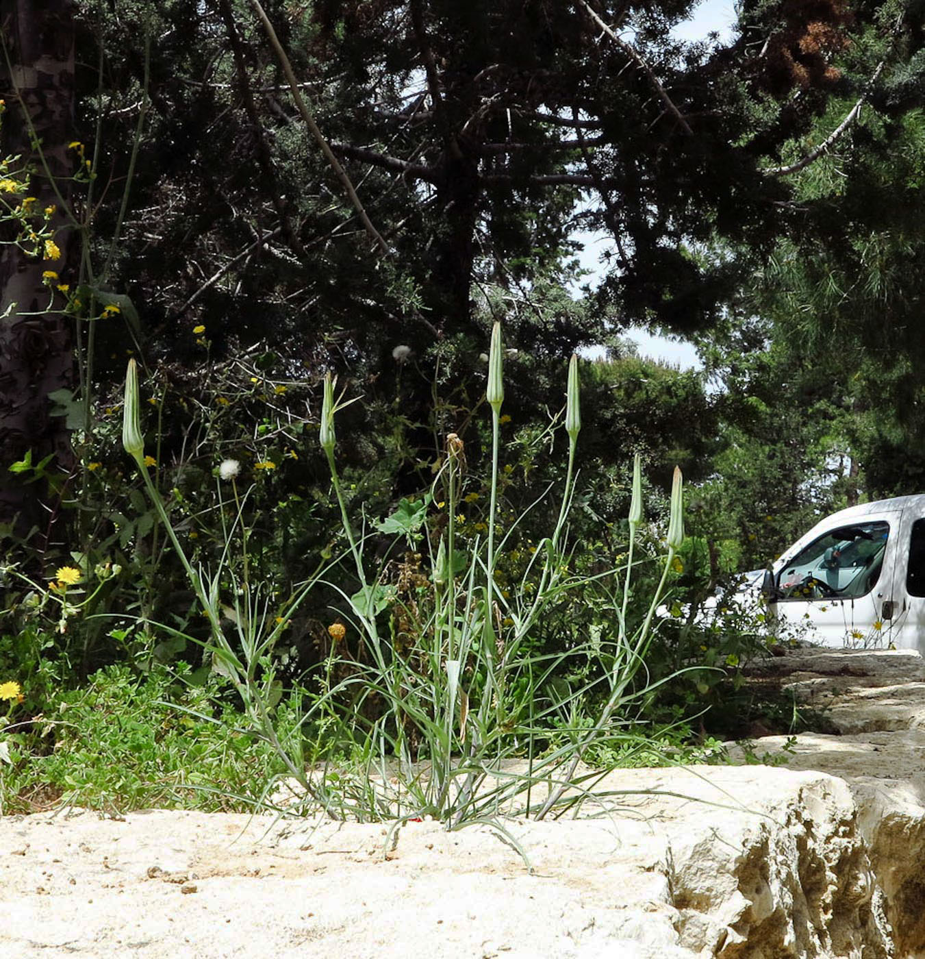 Image of Tragopogon porrifolius ssp. longirostris specimen.