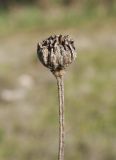 Phlomis lycia