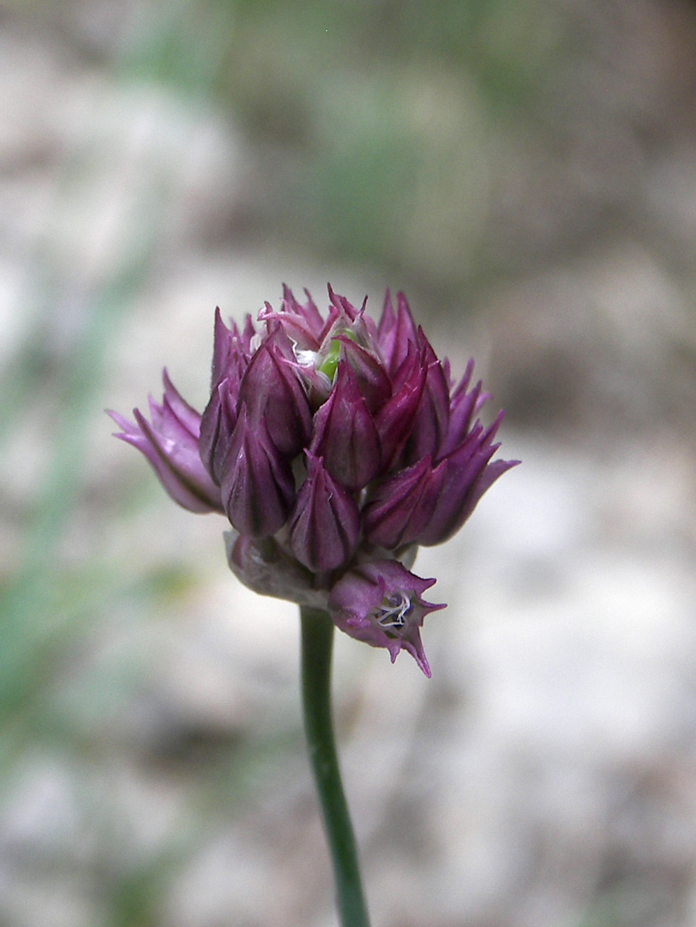 Изображение особи Allium jajlae.