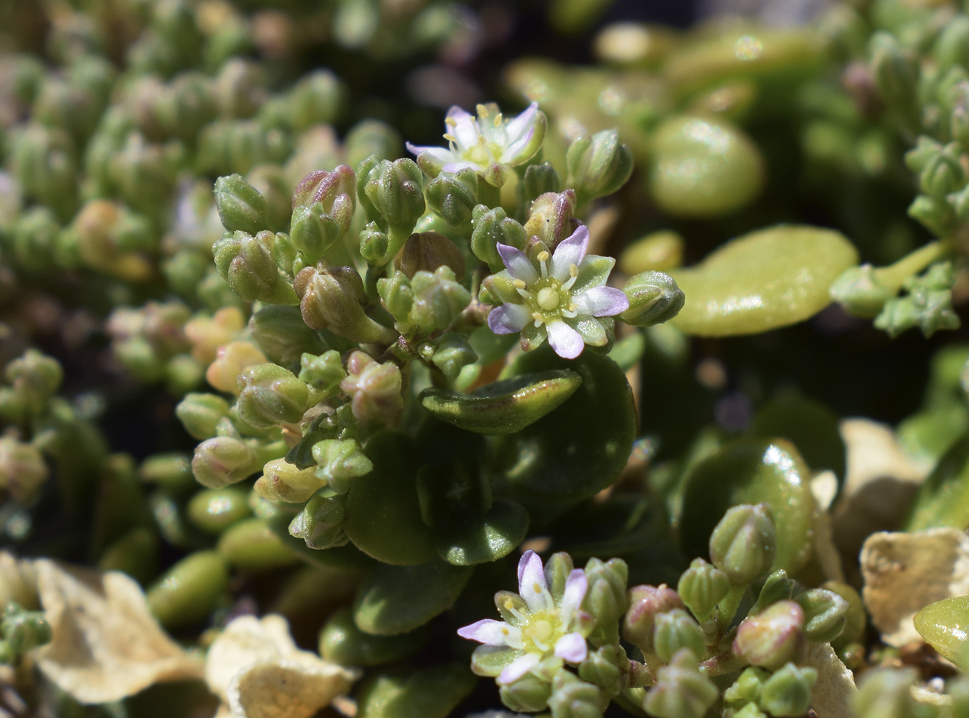 Image of Polycarpon polycarpoides ssp. catalaunicum specimen.