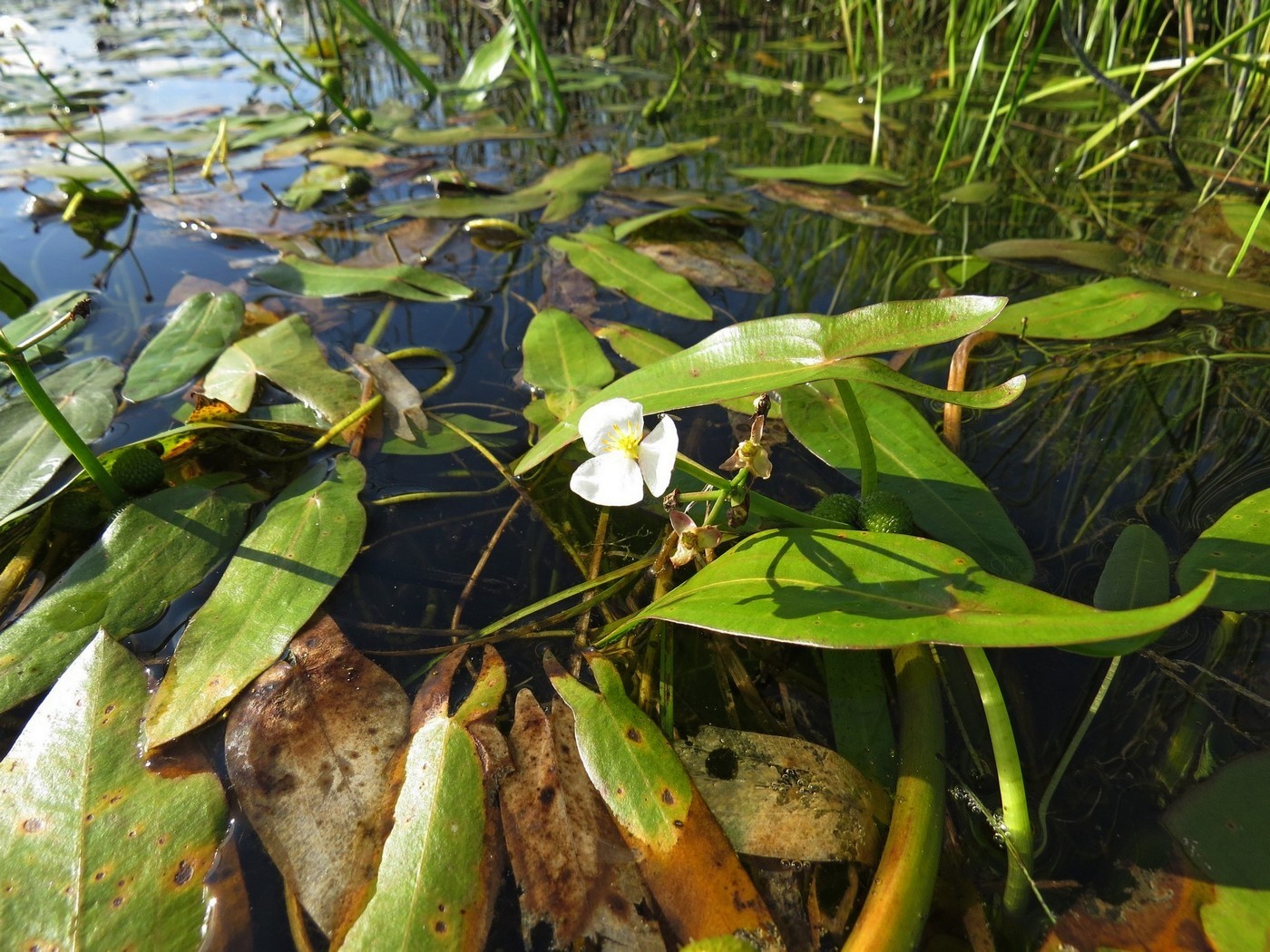 Изображение особи Sagittaria natans.