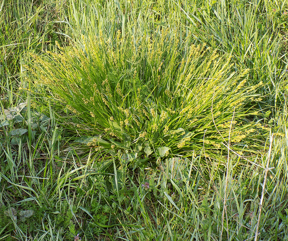 Image of Carex divulsa specimen.