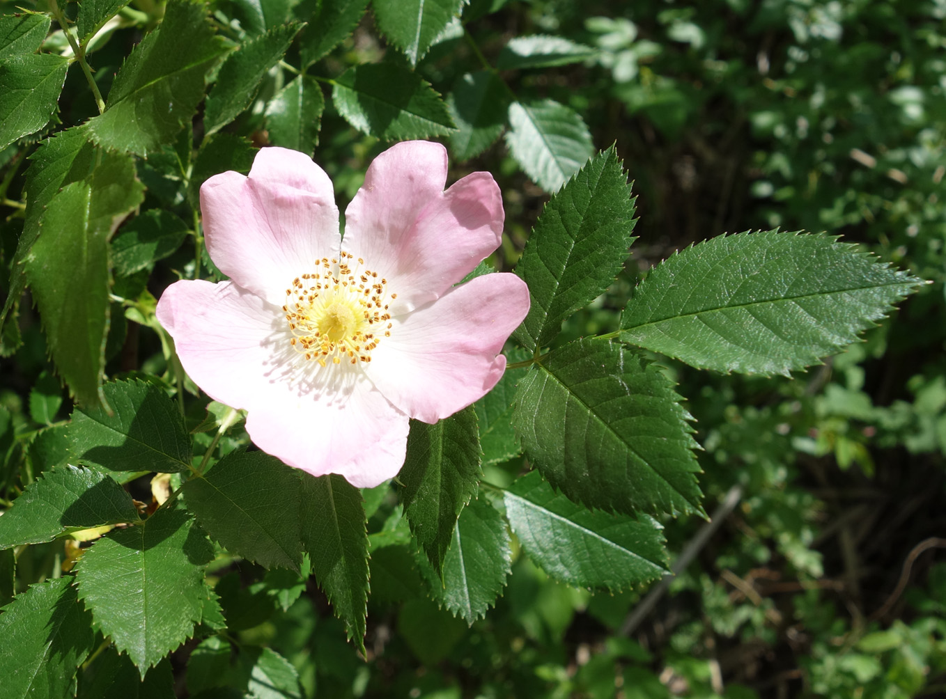 Изображение особи Rosa canina.