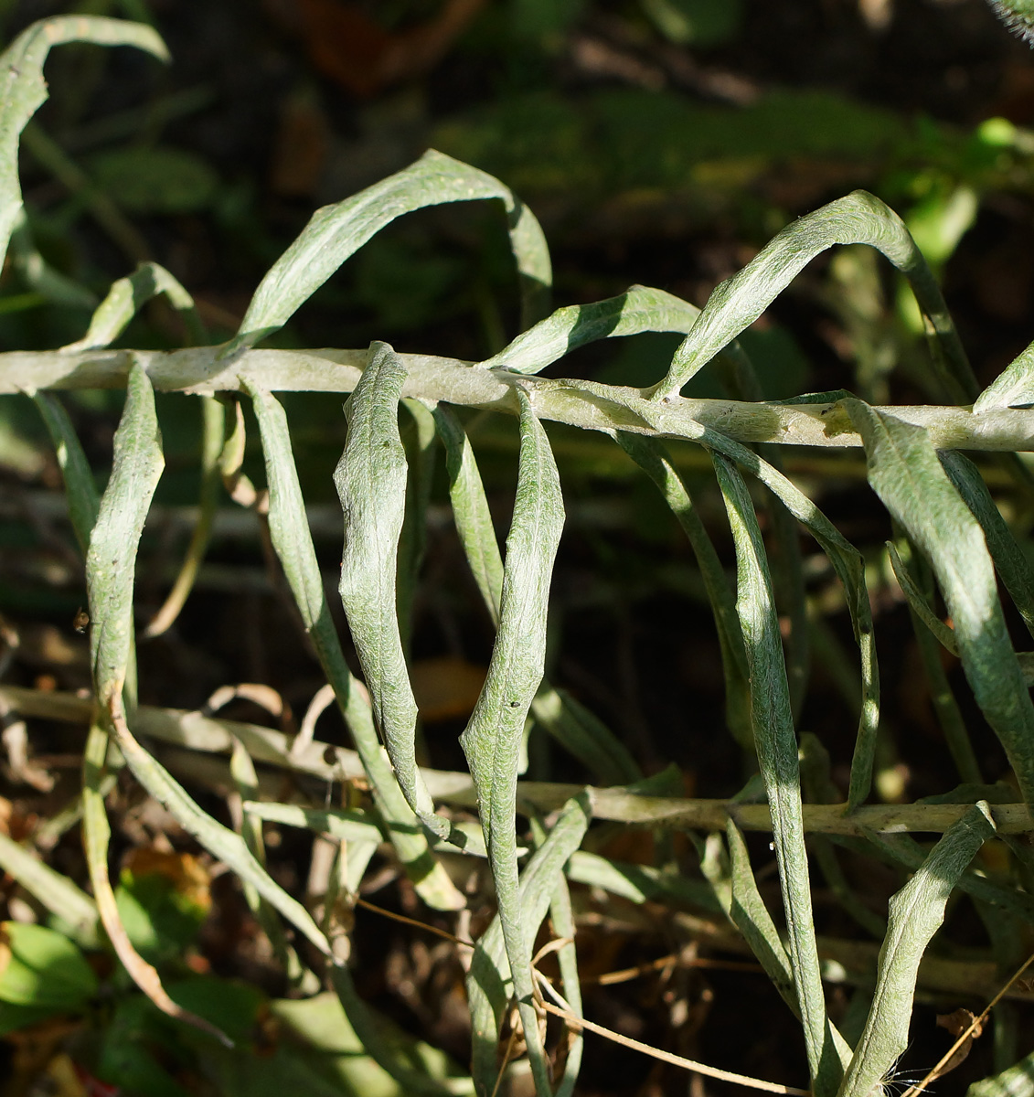 Image of Anaphalis margaritacea specimen.