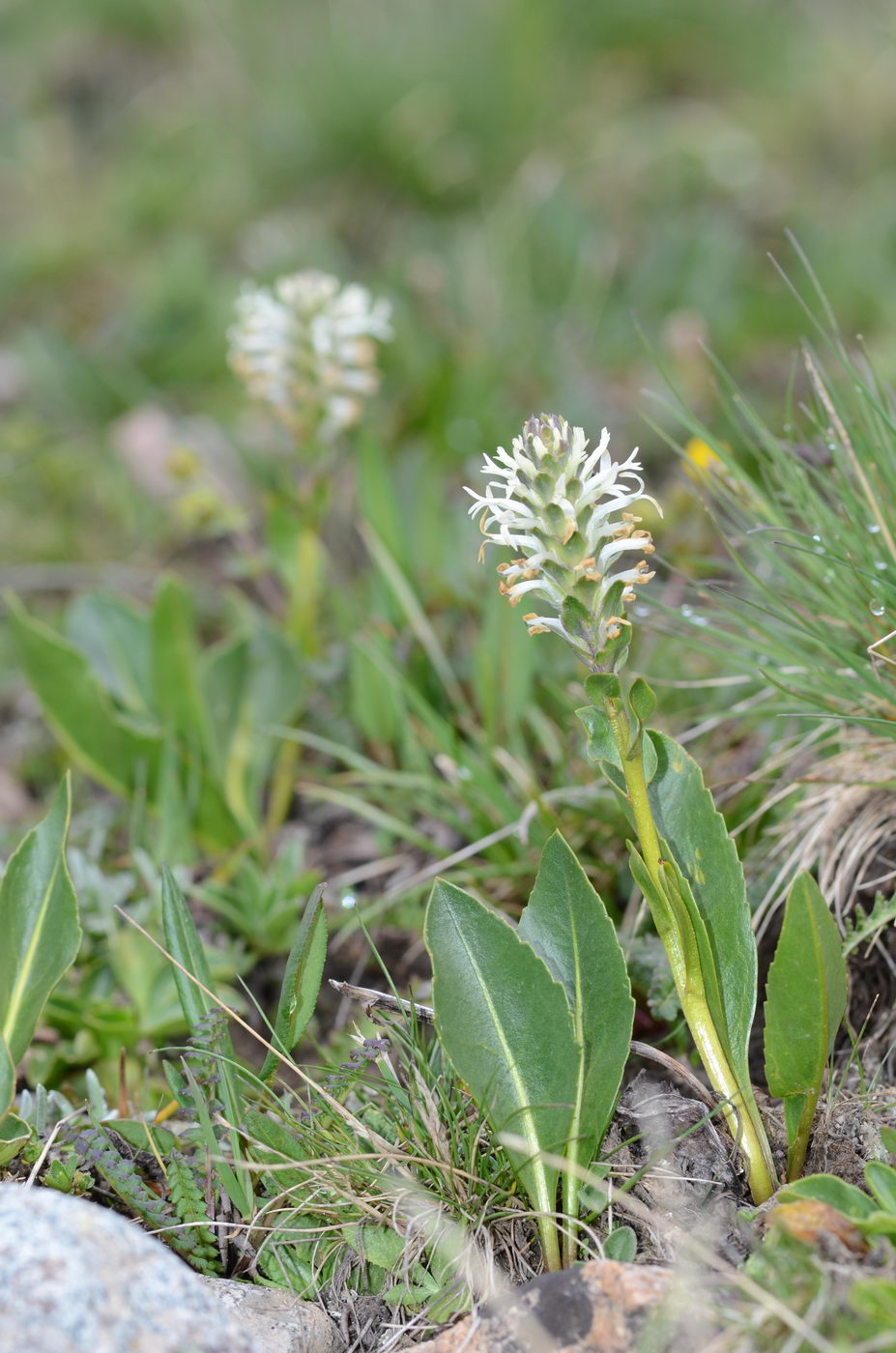 Изображение особи Lagotis integrifolia.