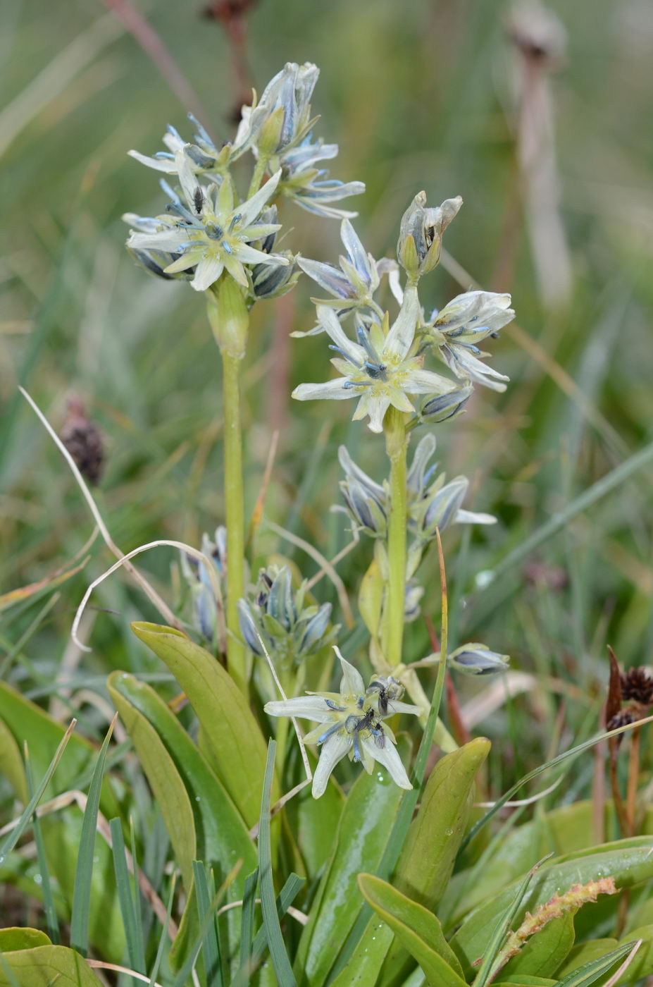 Изображение особи Swertia marginata.