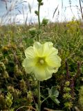 Alcea rugosa. Нижняя часть соцветия с цветком и бутонами. Украина, Черкасская обл., Каневский р-н, Региональный ландшафтный парк \"Трахтемиров\", восстановленный степной участок. 3 июля 2010 г.