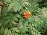 Sorbus amurensis. Соплодие и листья. Приморский край, Владивостокский ГО, Ботанический сад. 24.08.2019.