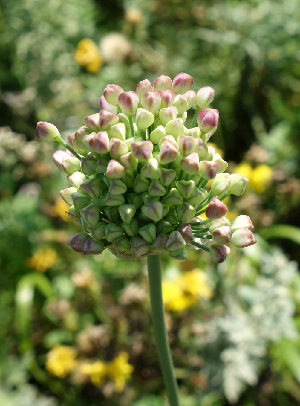 Изображение особи Allium sacculiferum.