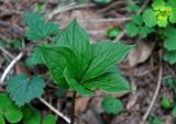 Paris quadrifolia. Верхушка побега с разворачивающимися листьями. Новгородская обл., оз. Валдай, о-в Сельвицкий, окр. смешанного леса. 12.05.2019.