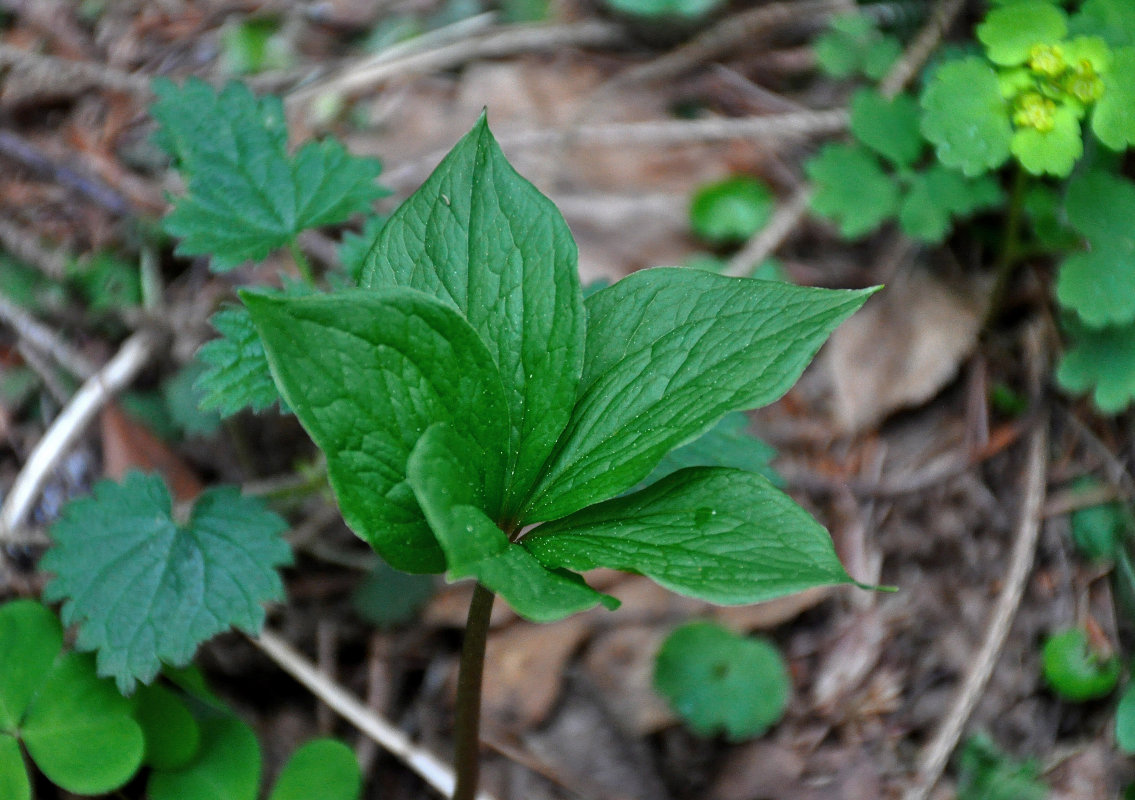 Image of Paris quadrifolia specimen.