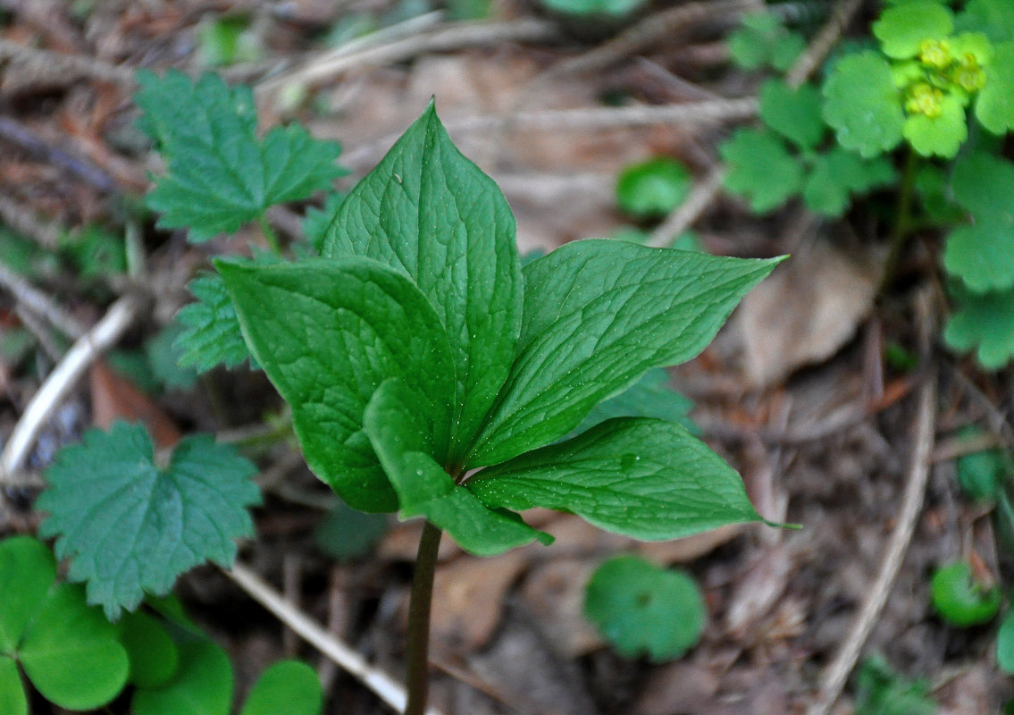 Изображение особи Paris quadrifolia.