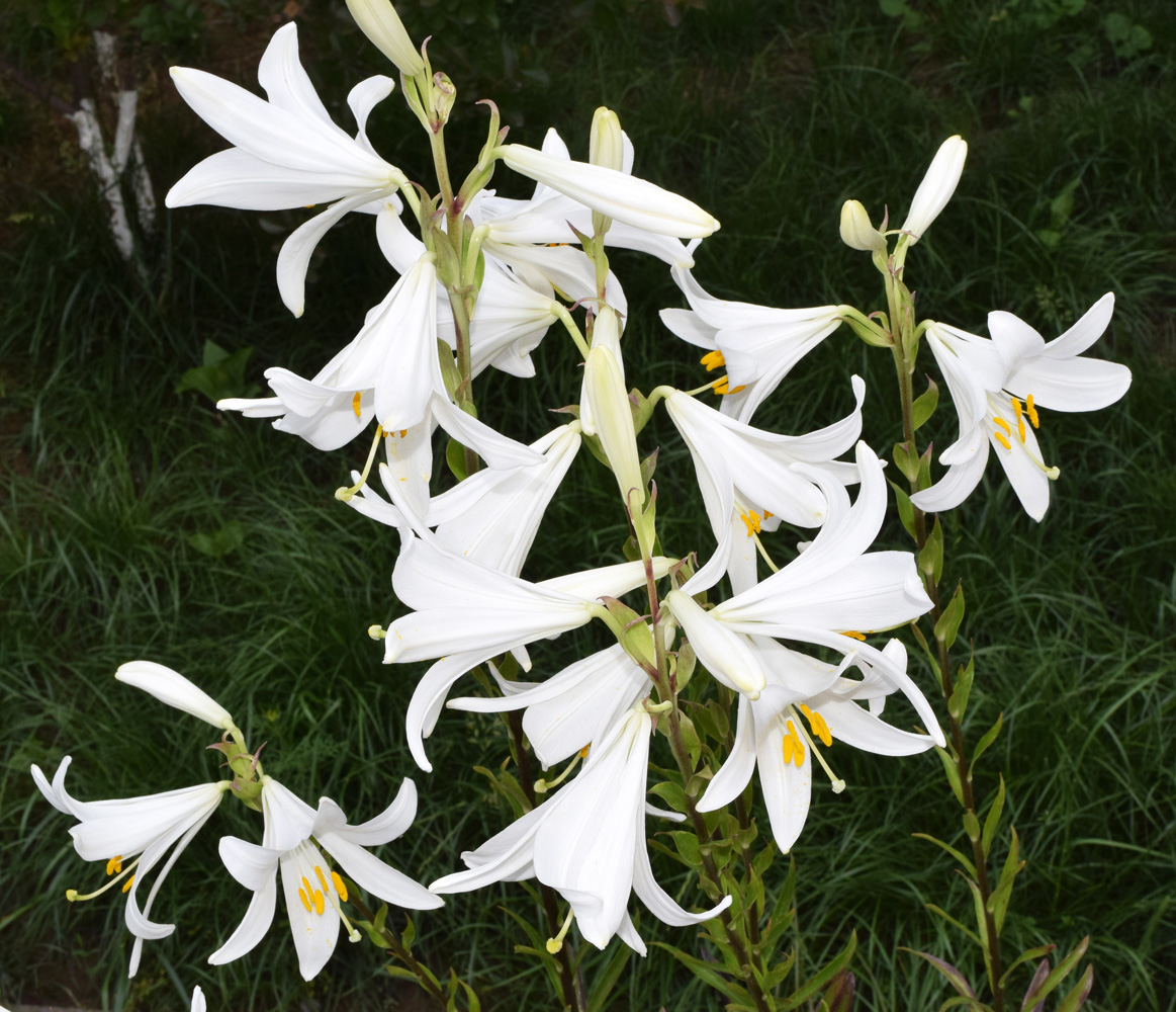 Изображение особи Lilium candidum.