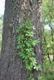 Parthenocissus quinquefolia. Вегетирующее растение на стволе Salix alba. Калужская обл., Боровский р-н, дер. Сатино, берег р. Протвы. 9 июня 2020 г.