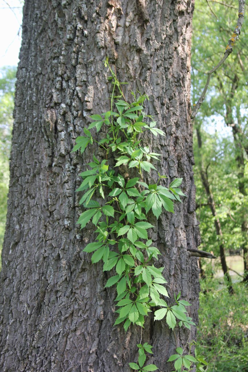 Изображение особи Parthenocissus quinquefolia.