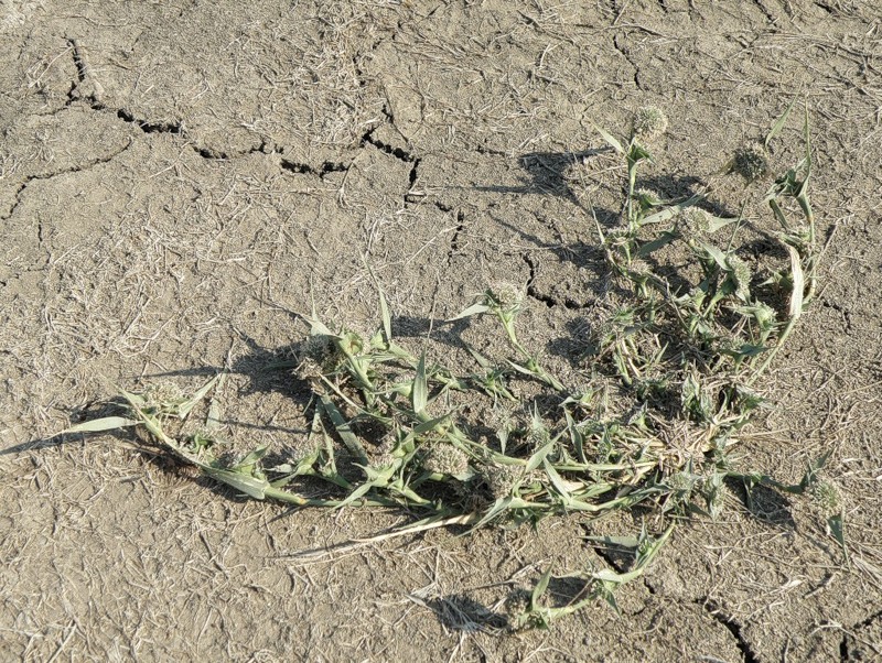 Image of Crypsis aculeata specimen.