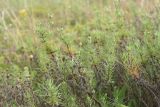 Plantago sempervirens