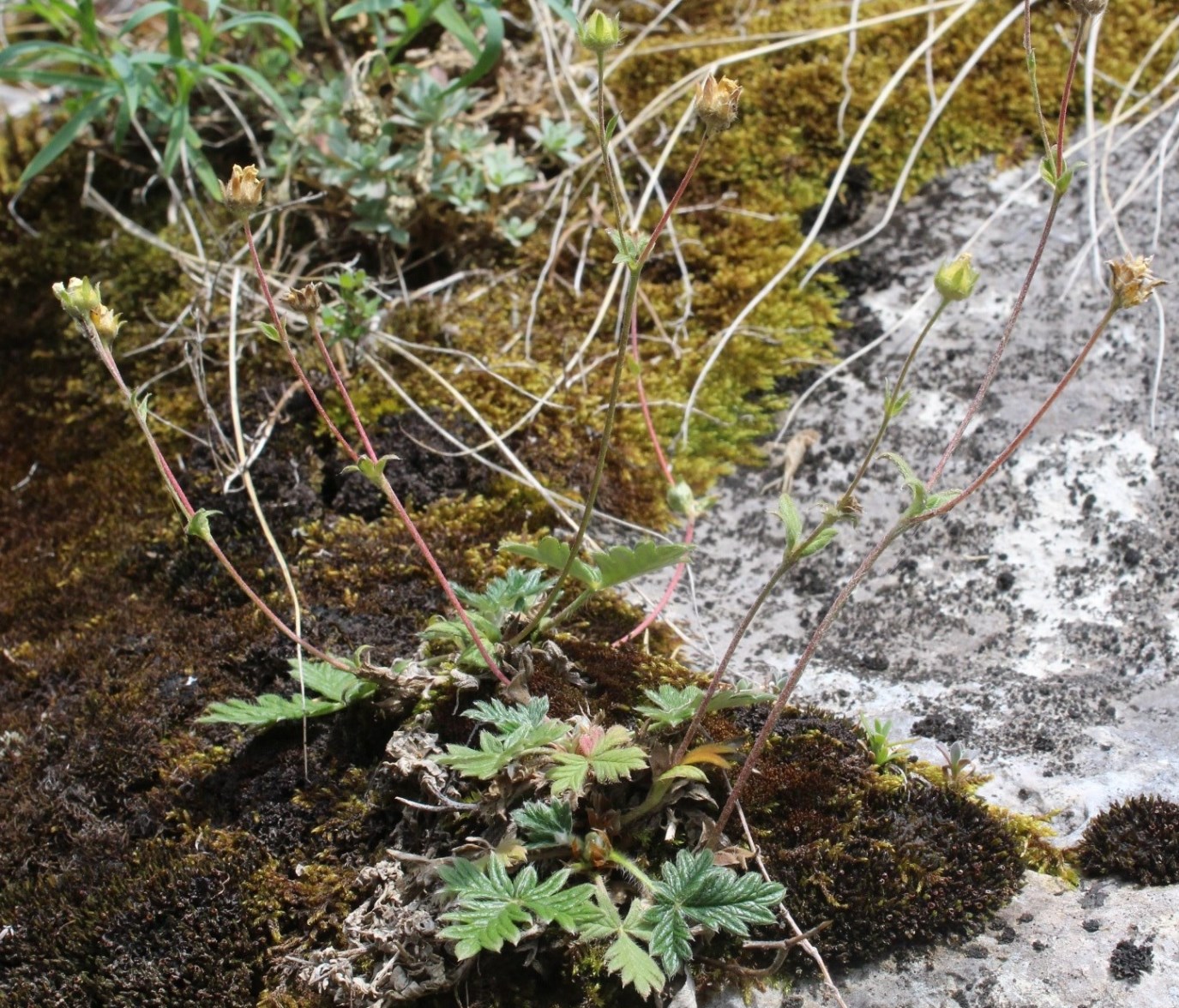 Изображение особи Potentilla kuznetzowii.