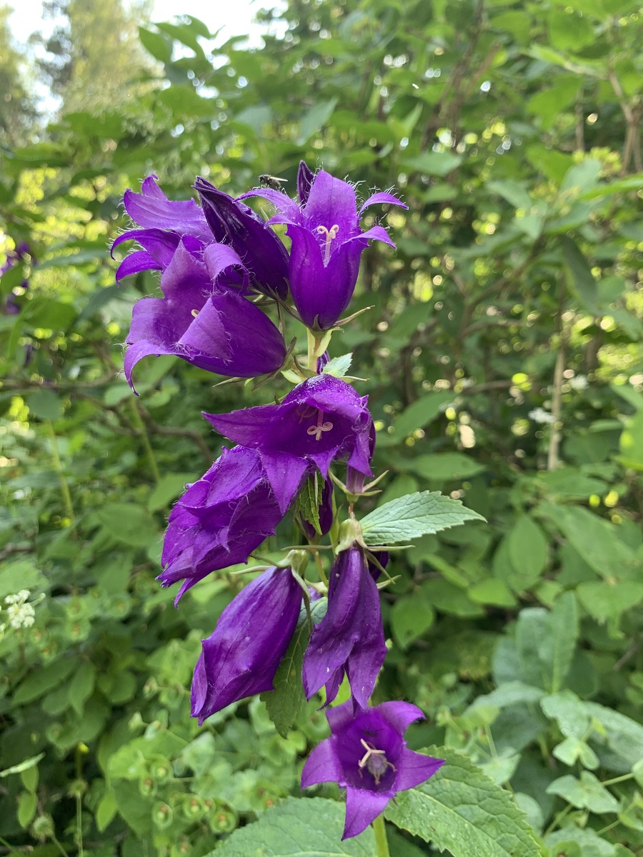 Изображение особи Campanula latifolia.