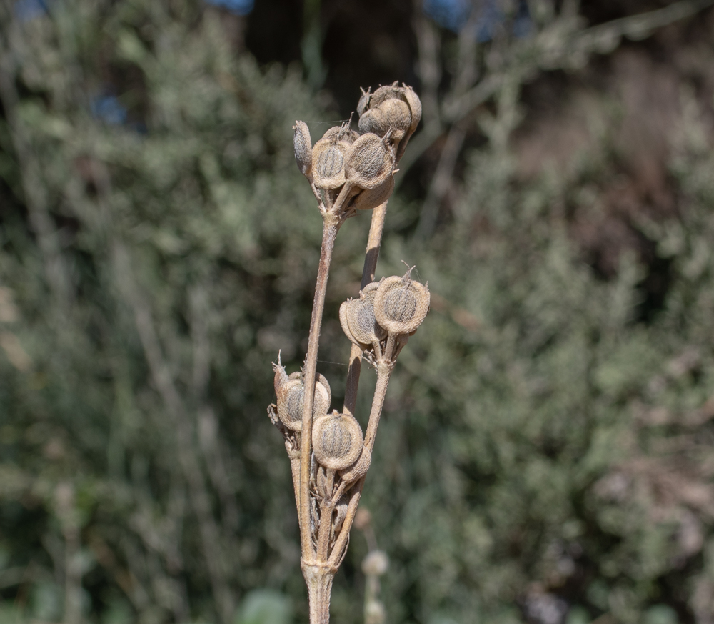 Image of Tordylium carmeli specimen.