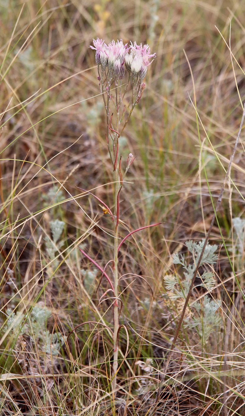 Image of Jurinea multiflora specimen.