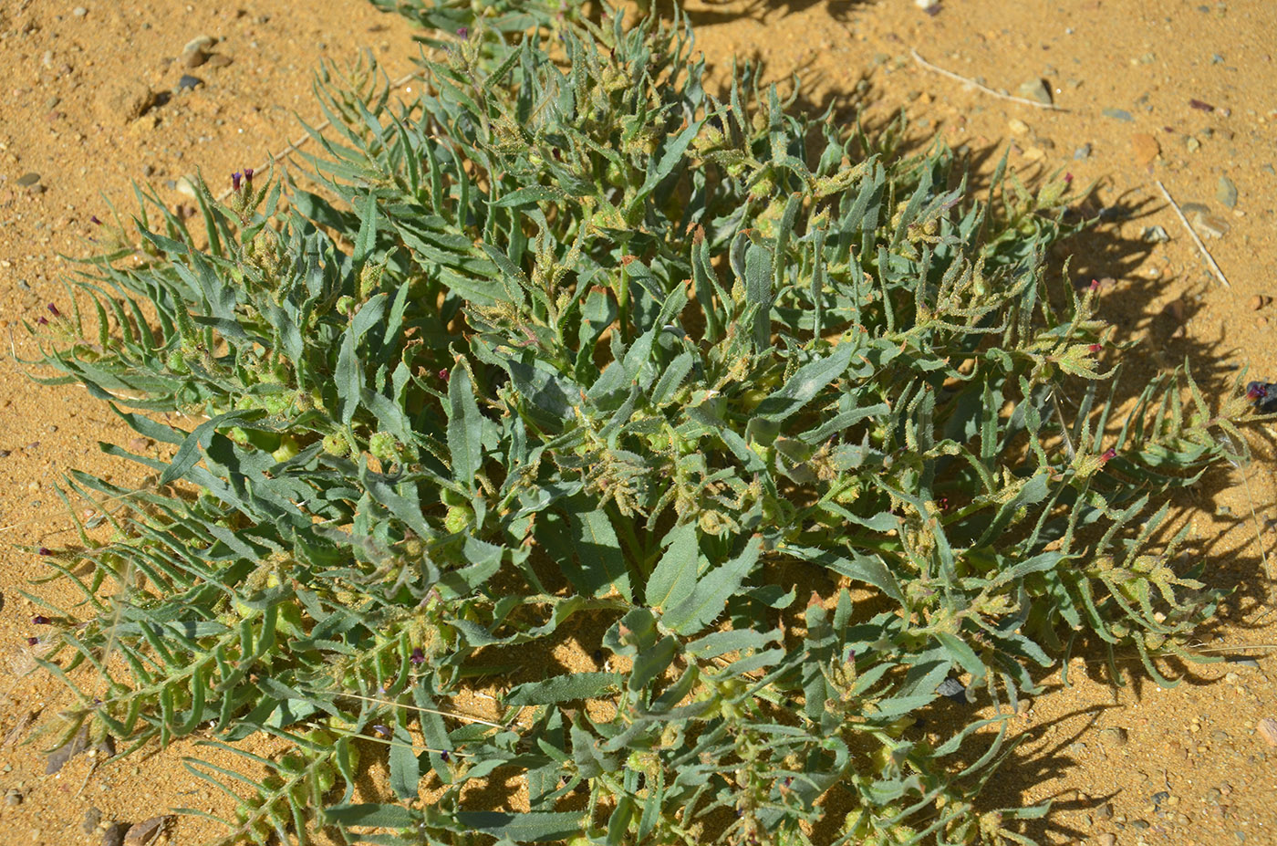 Image of Nonea caspica specimen.