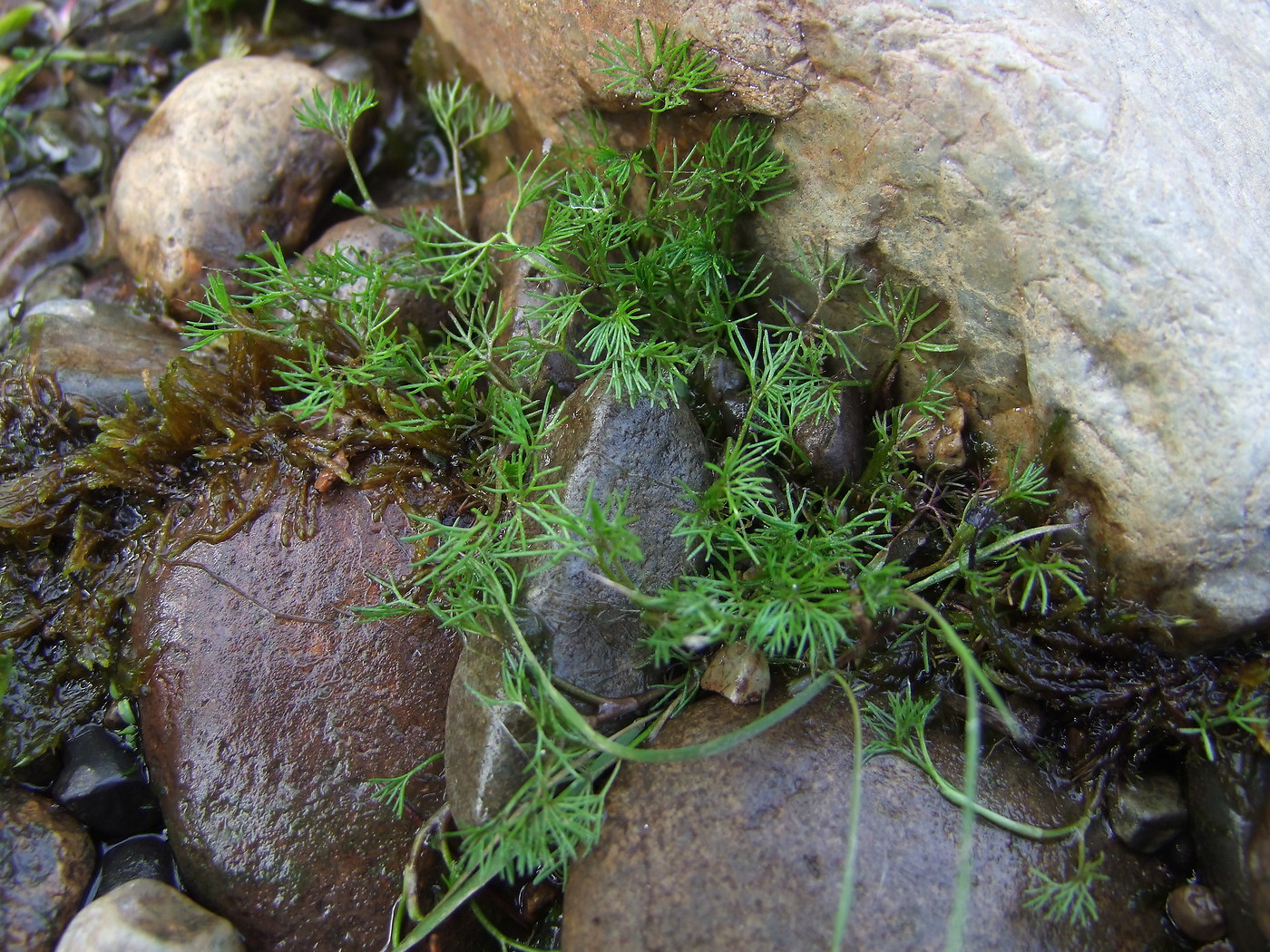 Image of Ranunculus nipponicus specimen.