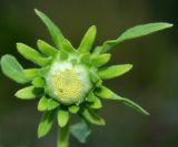 Carpesium cernuum