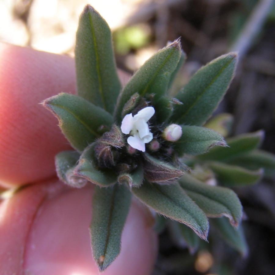 Image of Buglossoides arvensis specimen.