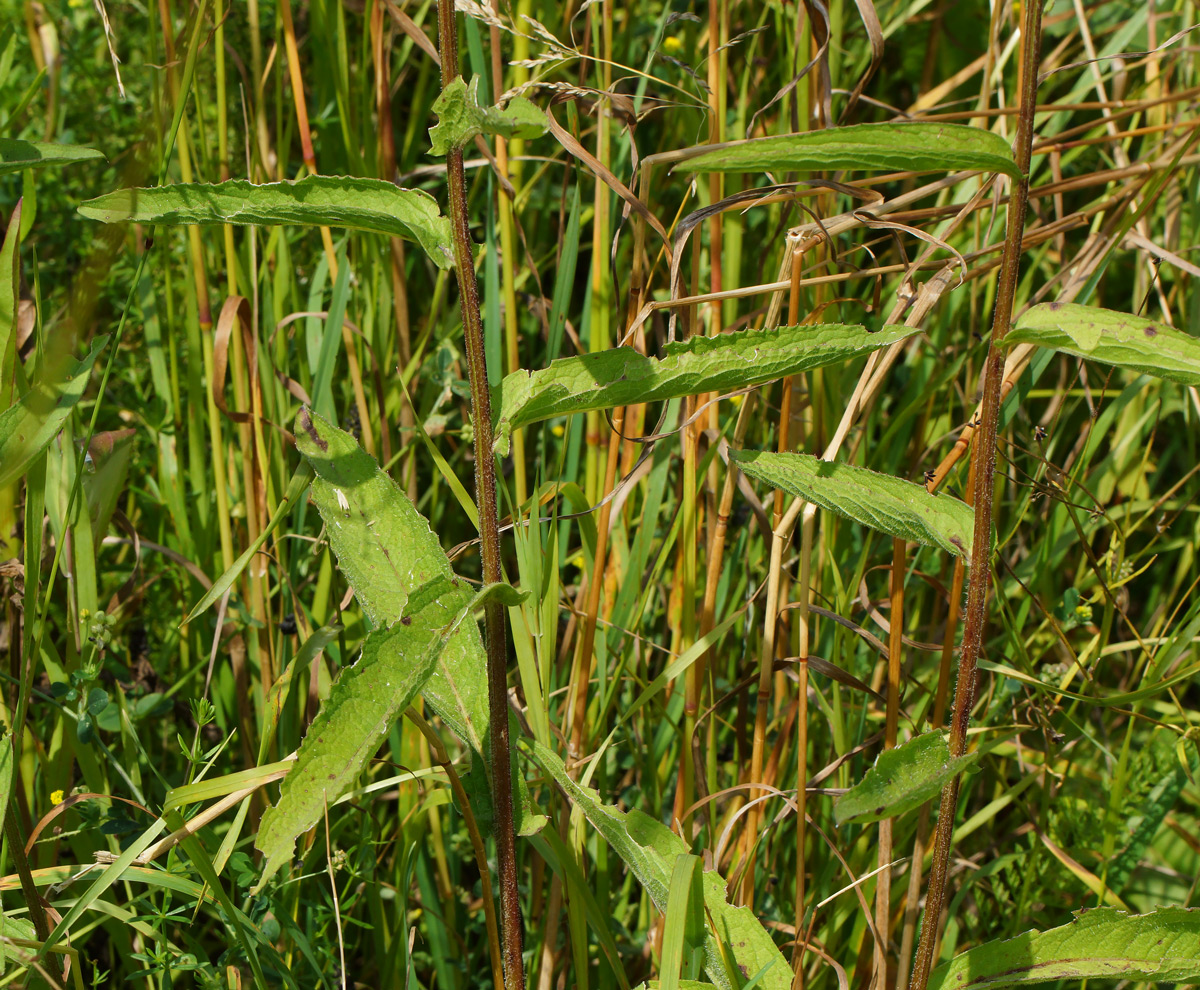 Image of Centaurea phrygia specimen.