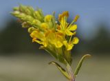 Orthanthella lutea