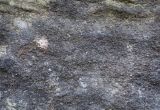 отдел Ascomycota. Таллом. Пермский край, Гремячинский р-н, хр. Рудянский Спой, урочище Каменный Город, скальное обнажение. 10.10.2020.