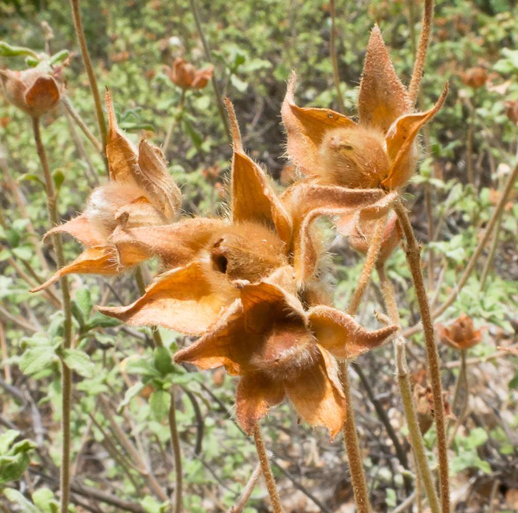 Image of Cistus tauricus specimen.